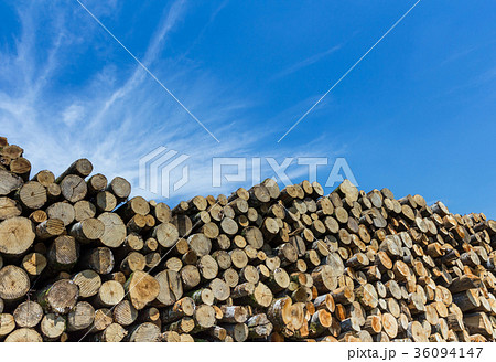 Forest pine trees log trunks felled Forest pine trees log trunks felled 36094147