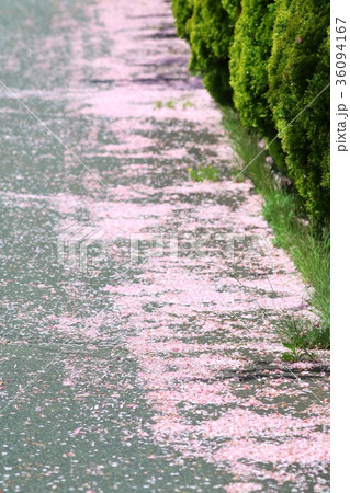 桜散る道 36094167