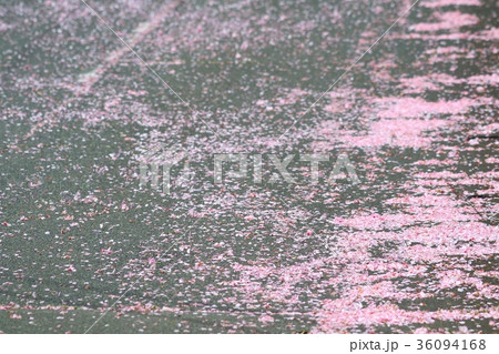 桜散る道 36094168