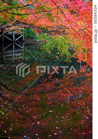 千葉県 泉自然公園 紅葉 千葉県 泉自然公園 紅葉 36094504