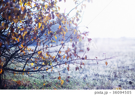 Close up photo of tree branches in autumn morning. Close up photo of tree branches in autumn morning. 36094505