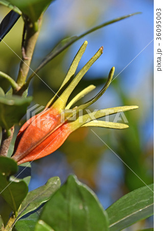 クチナシの実（11月） 36095003