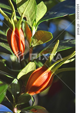 クチナシの実（11月） 36095004