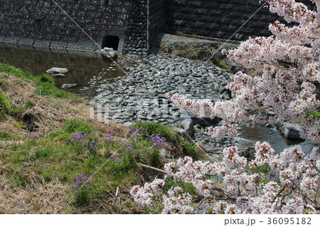 春の風景（群馬県甘楽町・甘楽総合公園の桜） 36095182