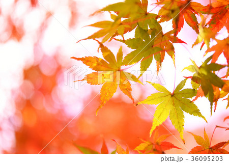 紅葉 紅葉 36095203