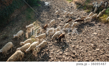 Sheep cattle over dry riverbed Sheep cattle over dry riverbed 36095487