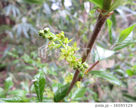 コクサギの花 36095529