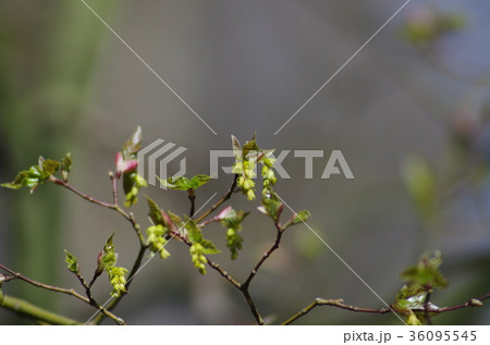 ウリカエデの花 ウリカエデの花 36095545