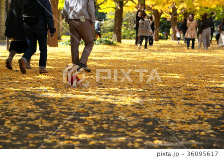 銀杏並木と子犬 銀杏並木と子犬 36095617