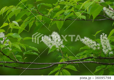 ウワミズザクラの花 ウワミズザクラの花 36095798