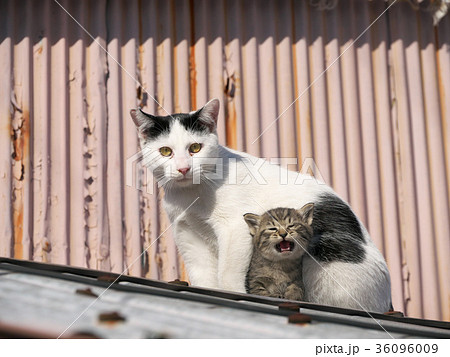 子猫と母猫 36096009