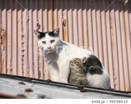 子猫と母猫 36096010