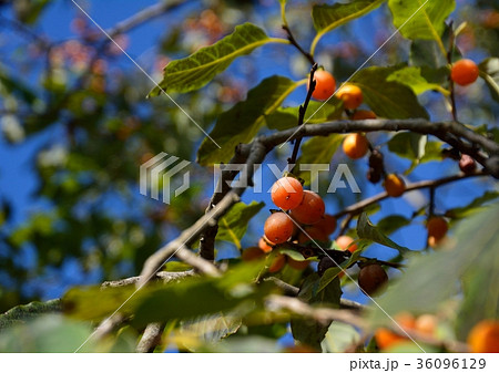 豆柿の木に可愛い実が沢山 36096129