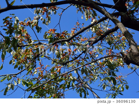 豆柿の木に可愛い実が沢山 豆柿の木に可愛い実が沢山 36096130