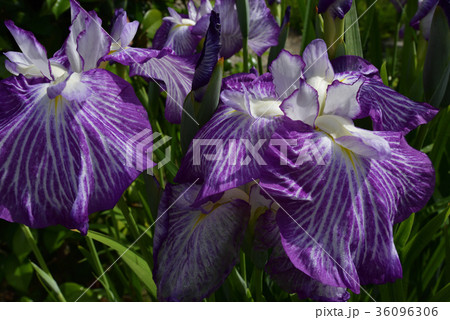 三室戸寺 花菖蒲 三室戸寺 花菖蒲 36096306