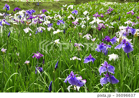 平安神宮 神苑 花菖蒲 平安神宮 神苑 花菖蒲 36096637