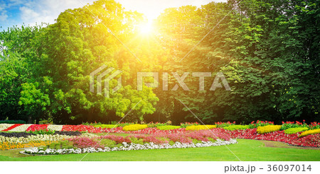 flowers in the park 36097014