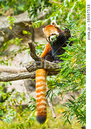 木登りレッサーパンダ 36097538