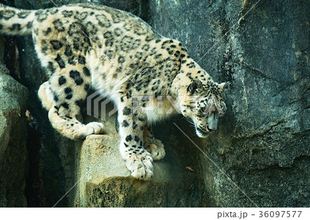 ユキヒョウ 36097577