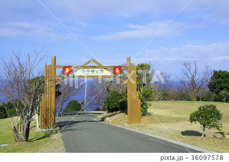 椿咲く西平椿公園 椿咲く西平椿公園 36097578