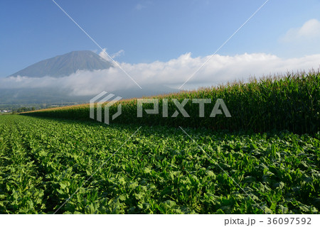 北海道真狩村のデントコーンとビートの畑に羊蹄山を配し風景を撮影 36097592