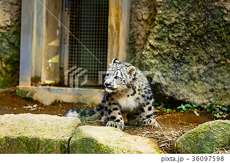 ユキヒョウ ユキヒョウ 36097598