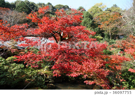 実相院　紅葉 36097755