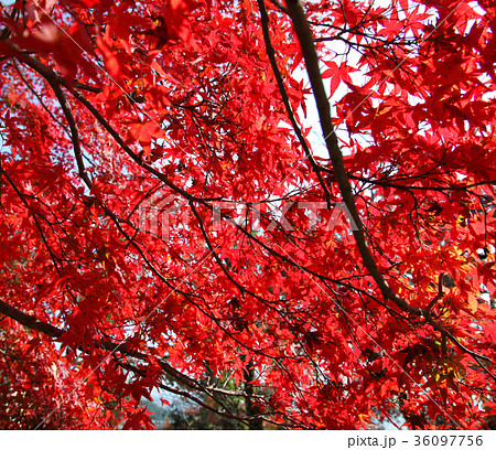 岩倉実相院前の公園 紅葉 岩倉実相院前の公園 紅葉 36097756