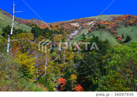 紅葉の伊予富士(愛媛県高知県境)(ヨコ) 紅葉の伊予富士(愛媛県高知県境)(ヨコ) 36097930