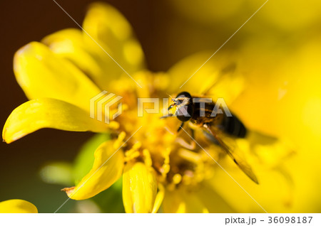 ミツバチとツワブキの花 36098187
