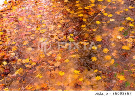 落ち葉 36098367