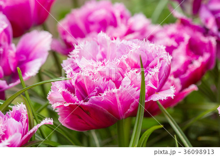 Pink tulip in the field Pink tulip in the field 36098913