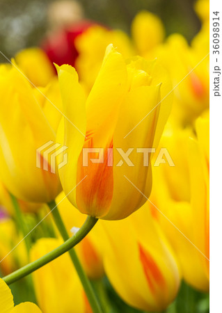 tulip yellow flowers tulip yellow flowers 36098914