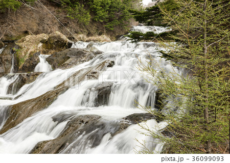 芽吹きの落葉松と竜頭ノ滝 36099093
