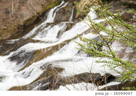 竜頭ノ滝をバックに芽吹きの落葉松 36099097