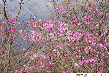 奥日光のアカヤシオの花の写真素材