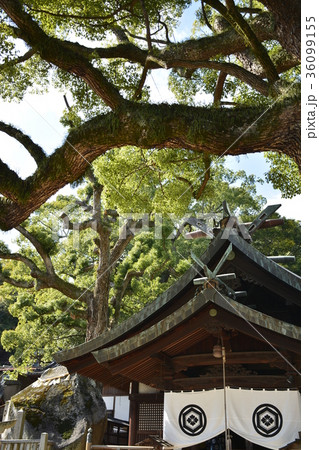 【広島県 尾道市】艮神社とクスノキの巨木 【広島県 尾道市】艮神社とクスノキの巨木 36099155