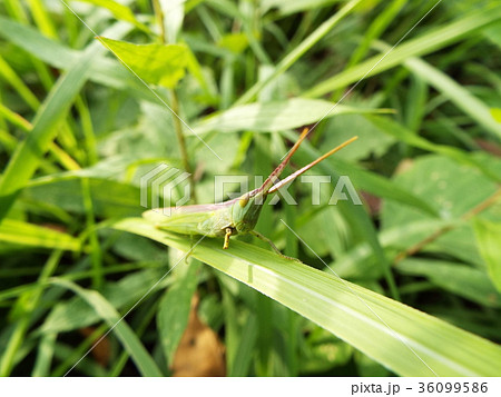 バッタ 36099586
