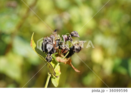蕎麦の新品種にじゆたかの実 蕎麦の新品種にじゆたかの実 36099596