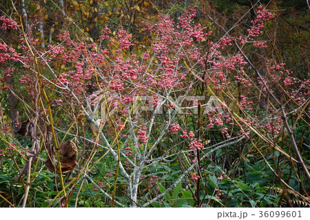綺麗なマユミ 36099601