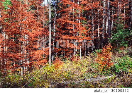 Scenic landscape of forest in fall 36100352