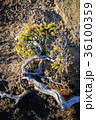 close-up of a plant that survives in the harsh 36100359