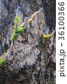 A young fir tree growing on top of a rock in the 36100366