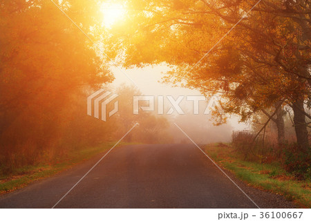 Road to the fog Road to the fog 36100667