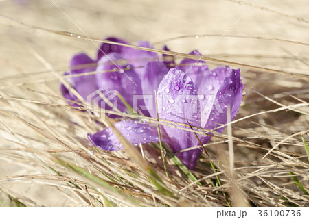 Spring crocus flower Spring crocus flower 36100736