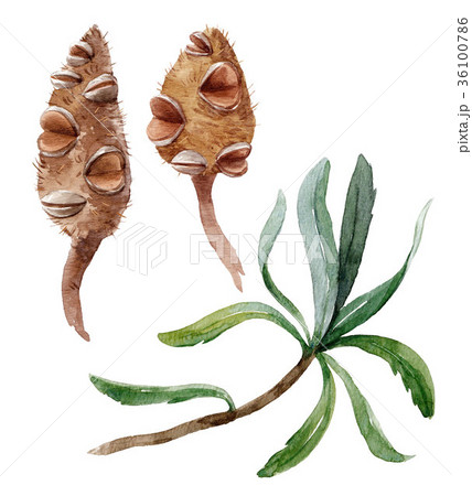 Watercolor banksia flower Watercolor banksia flower 36100786