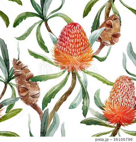 Watercolor tropical australian pattern 36100796