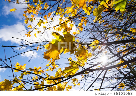 Yellow maple leaves in autumn sunny day blue sky Yellow maple leaves in autumn sunny day blue sky 36101068