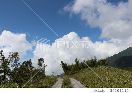 弥陀ヶ原を行く(富山県立山町) 弥陀ヶ原を行く(富山県立山町) 36101116