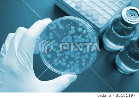 研究イメージ　微生物学　 緑膿菌 36101197